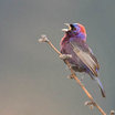Varied Bunting
